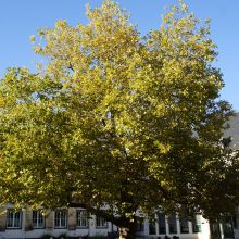 Herbstliche Grüße aus der Stadt Attendorn, die in diesem Jahr ihren 800. Geburtstag feiern darf. Wir gratulieren.